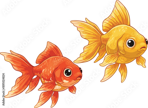 Pair of beautiful orange and yellow goldfish vector illustration with detailed fins and scales isolated on white background for aquarium and nature themes.
