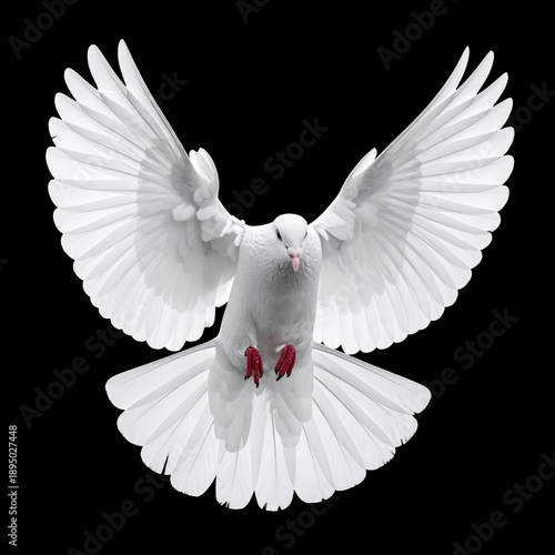 Wallpaper Mural White dove in flight with wings spread against a black background. Torontodigital.ca