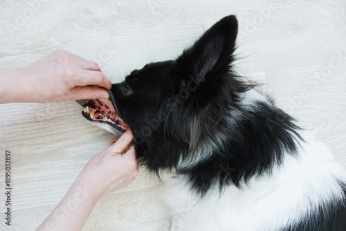 A pet owner examines a Border Collie's teeth. The dog has plaque.