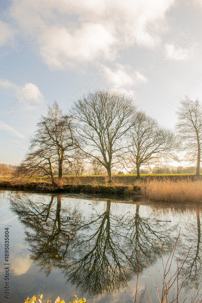 Obraz premium trees on the lake