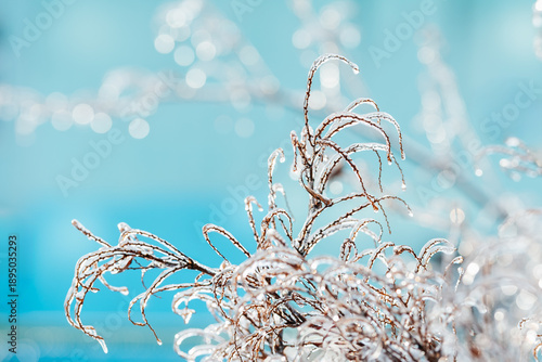 Fotografie Winter Frost on Branches for Climate and Nature Themes