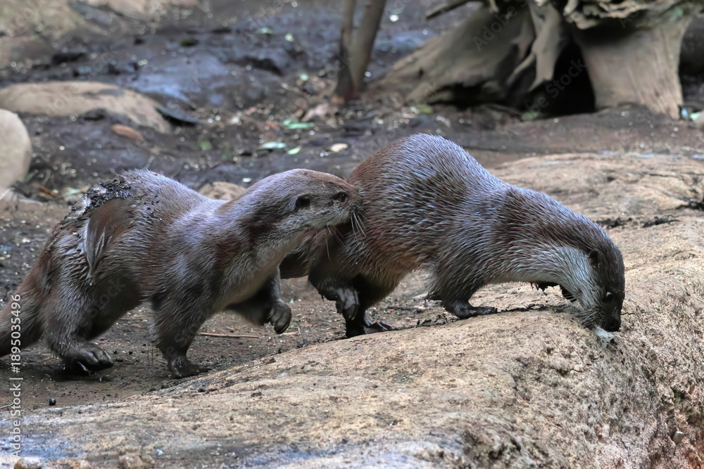 Obraz premium カワウソ