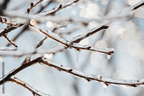 Obraz na płótnie Winter Frost on Branches for Climate and Nature Themes