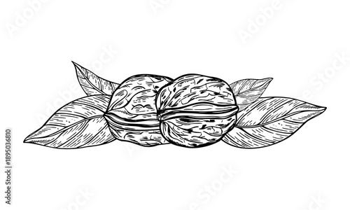 Two whole walnuts in shells and leaves monochrome vector isolated illustration. Dried peeled nuts etching drawing. Healthy protein pods graphic sketch for packaging, autumn design, culinary blog