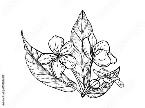 Monochrome Sakura flowers with leaves in spring season. Vector peach, almond or apricot blossom on branch isolated illustration. Floral composition for wedding stationery, greeting cards, posters