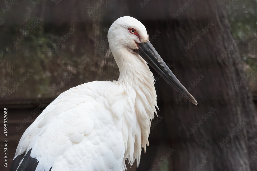 Fototapeta premium コウノトリ