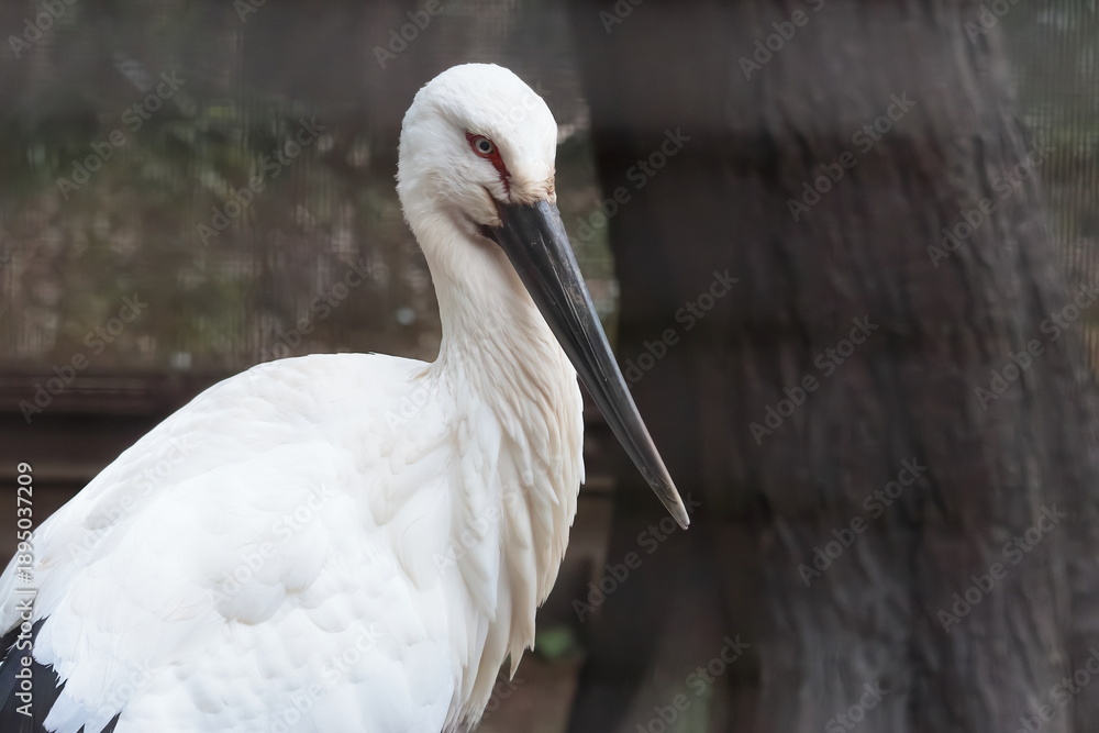 Obraz premium コウノトリ