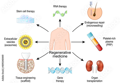 Regenerative medicine. Stem cell therapy. Future of Wound healing and Tissue engineering