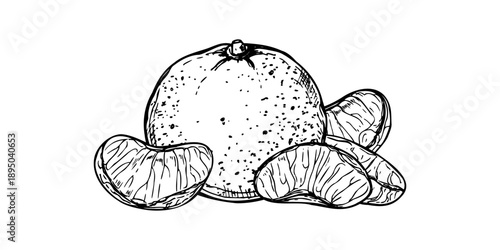 Hand drawn tangerine with peeled slices vector isolated line art black ink sketch. Sweet ripe mandarin orange etching drawing. Citrus fruit illustration for mulled wine decor, recipes, poster