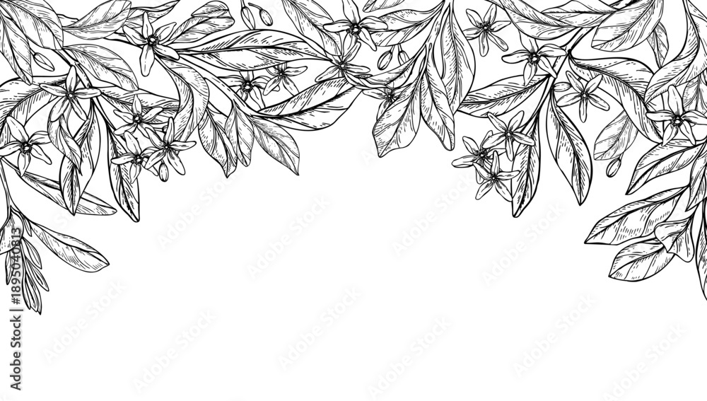 Fototapeta premium Monochrome vector blooming citrus flowers, buds, leaves on branch isolated horizontal border. Etching drawing of lemon, mandarin orange blossoms frame for organic cosmetics, herbal tea label