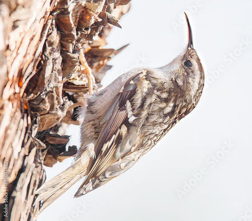 Gartenbaumläufer am Baumstamm