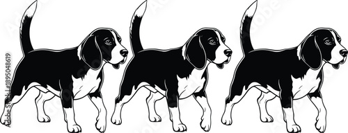 Black and white vector illustration set of three beagle dogs walking for pet care animal breeding and canine branding