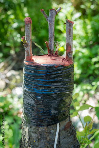 Foto Tree grafting technique for propagating fruit trees, showing scions inserted int