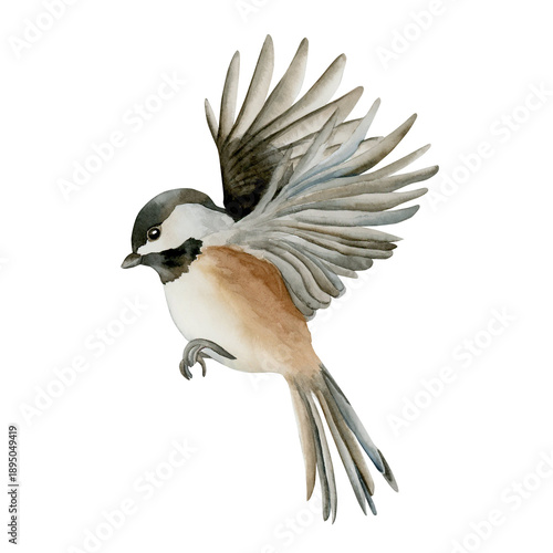 Bild auf Leinwand Black capped Chickadee Bird in flight flying down open wings