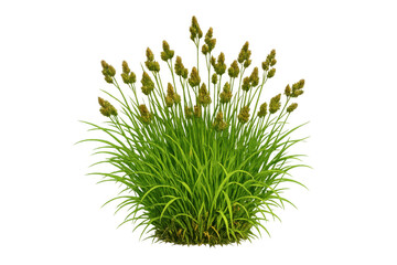 Green grass clump with flowering seed heads, presenting vibrant natural vegetation on a transparent background