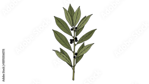 Illustration of a bay leaf branch with black berries