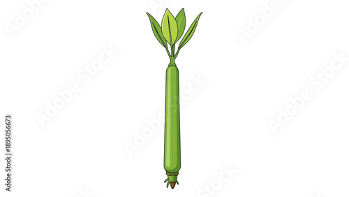 Mangrove seedling with prop root and new green leaves