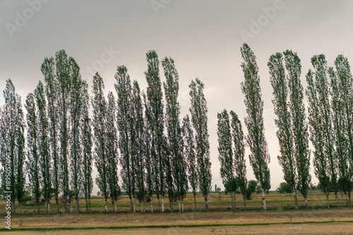 Fotografie a row of pyramidal poplars Populus nigra italica