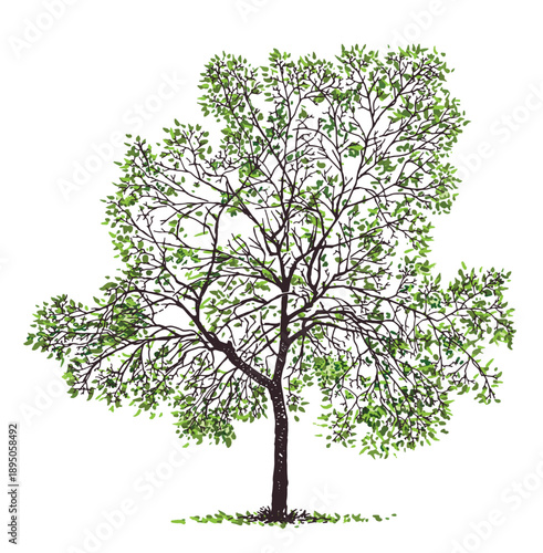 Single deciduous tree in spring, green leaves, realistic drawing, hand drawn vector illustration isolated on white background