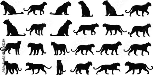 Tiger and panther silhouette set with wild cats sitting walking and stalking in different poses isolated on white background for nature and safari vector design