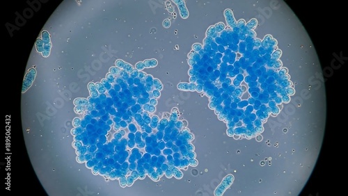 Wallpaper Mural Microscopic view of blue cells dividing. Torontodigital.ca