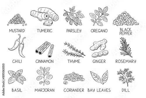 Vintage spice. Icon hand draw. Herb seasoning stickers. Kitchen condiment labels. Turmeric, parsley, oregano with pepper. flavouring ingredients seeds, leaves and roots garish cook isolated set