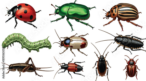 Collection of various realistic insect illustrations including ladybug, green beetle, caterpillar, cricket, cockroach, and striped beetles isolated on white for biology study.