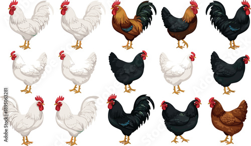 Large collection of various chicken breeds including white roosters, black hens, and brown poultry livestock isolated on white for farm design.