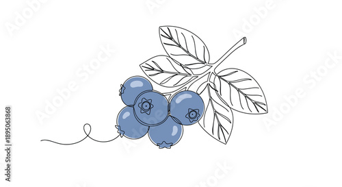Elegant continuous line drawing of a small bunch of blueberries with several leaves and soft blue color highlights on a white base art.