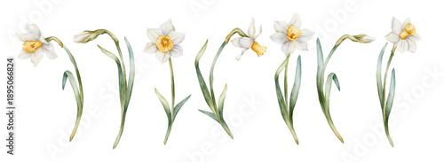 Daffodil Spring Bulb Flower Set. Watercolor hand drawn narcissus floral illustration isolated on white background for Easter Woman's day design textile print card cosmetic package porcelain crockery