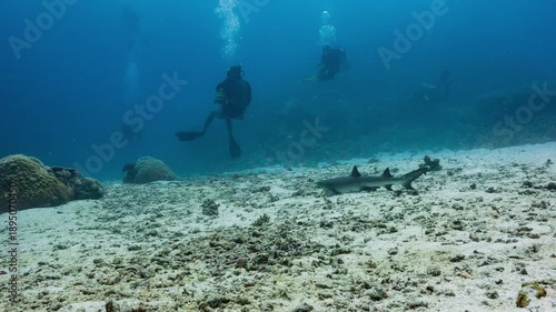 Wallpaper Mural SCUBA Divers approach a resting White Tip Reef Shark before it swims away. Torontodigital.ca
