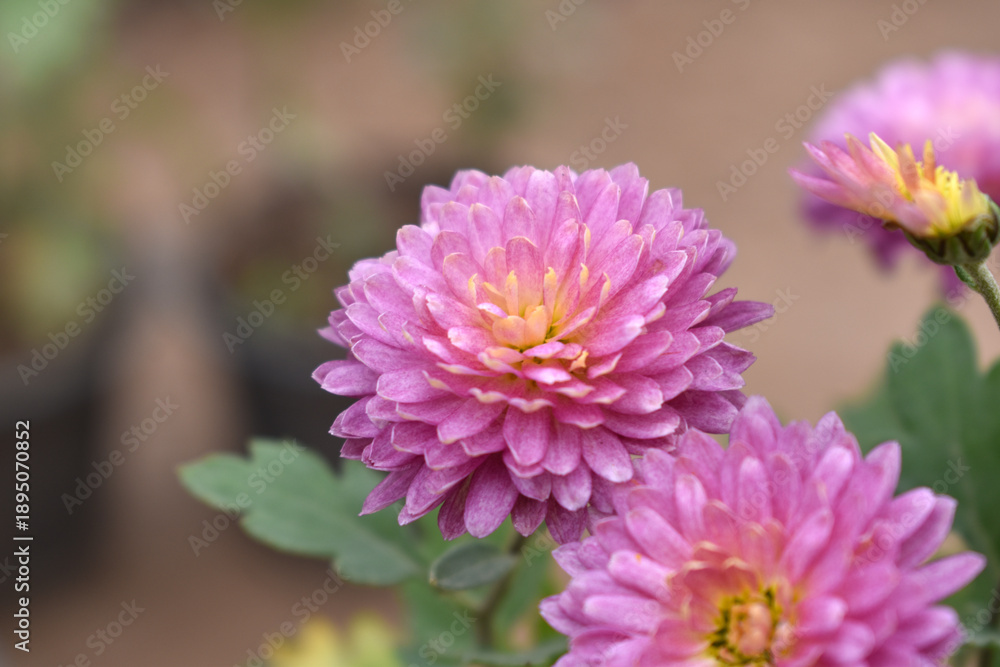 Obraz premium Beautiful Pink chrysanthemum flowers closeup in the winter garden, Closeup of Chrysanthemum flower, Field of the Pink Chrysanthemum, Beautiful Pink flower blooming in nature.