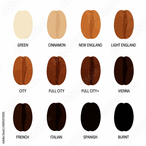 Coffee Bean Roasting Levels Chart Vector Illustration