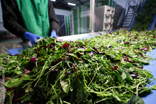 Fotografija Industrial processing of fresh salads on a food production line