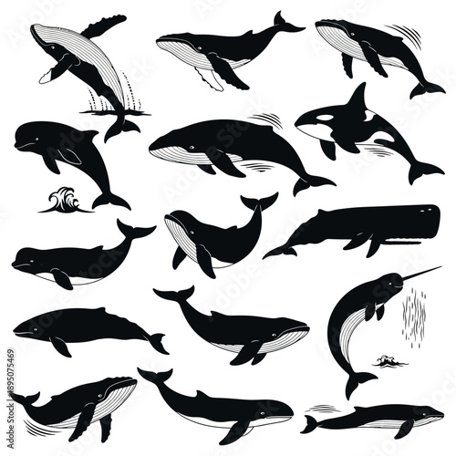 Black and White Vector Whale Collection on White Background