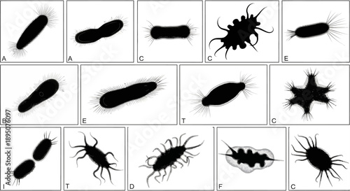 Black Silhouette Bacteria and Microorganism Vector Set