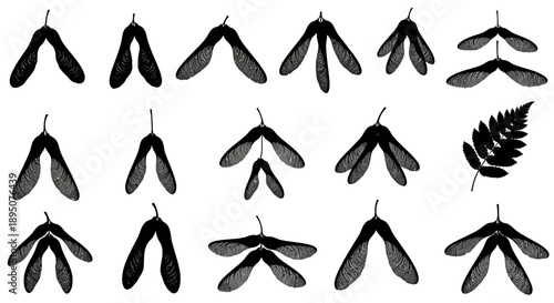 Black and White Vector Illustration of Maple Samara Seeds and Fern Leaf