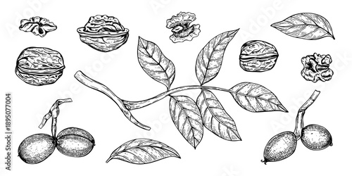Walnut clip art vector line art black ink sketch. Hand drawn nuts at different stages of ripening and leaves on stem monochrome isolated illustration. Healthy organic nut food set