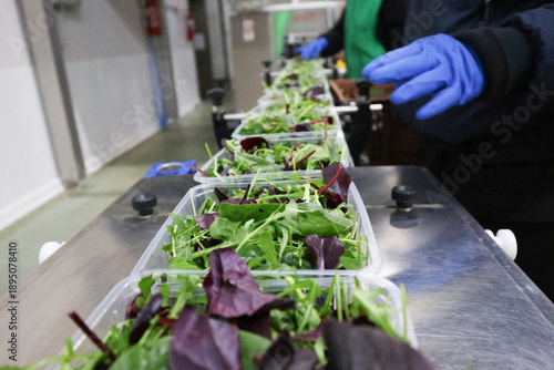 Industrial processing of fresh salads on a food production line. Manual quality control with protective gloves in a modern plant producing ready-to-eat vegetables.