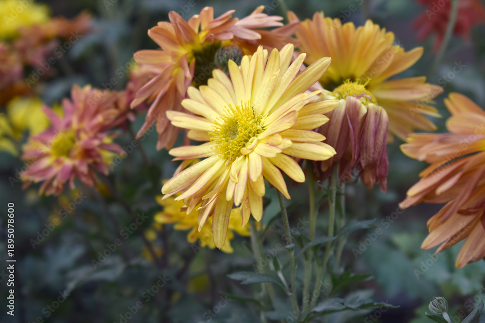 Obraz premium Beautiful Yellow red chrysanthemum flowers closeup in the winter garden, Closeup of Chrysanthemum flower, Field of the Yellow red Chrysanthemum, Beautiful Yellow red flower blooming in nature.