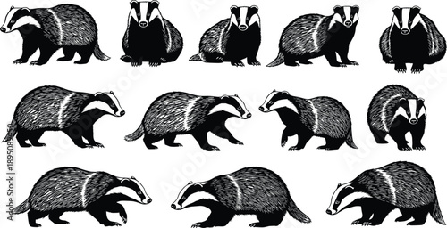 Black and white stylized badger illustrations in multiple poses, wildlife animal drawing sequence, zoology study concept, nature education, artistic design collection