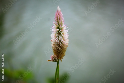 rare beautiful wild grass variety in nice blurred nature background
