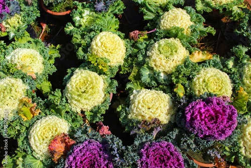 Bild auf Leinwand Beautiful colorful cabbage like decoration plant for domestic garden beautificat