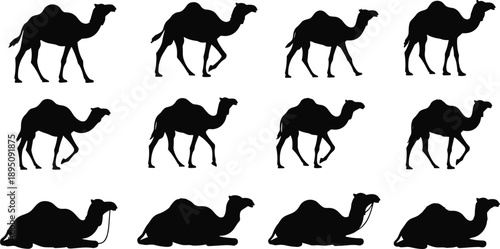 Large collection of twelve black camel silhouettes including dromedary camels walking and sitting in various poses isolated on white background for desert design concepts