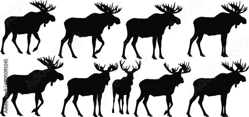 Moose silhouette collection featuring wild elk with large antlers in multiple standing and walking poses isolated on white background for wildlife design use