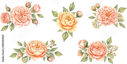 Beautiful watercolor peach roses and peonies with delicate green leaves and berry clusters, elegantly arranged on a clean white background.