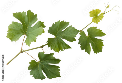 Wallpaper Mural Green grapevine leaves on a stem plant isolated on a transparent background Torontodigital.ca