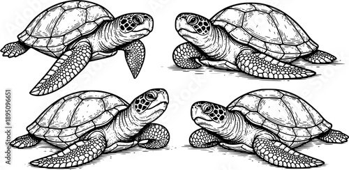 turtle sketch engraving black and white outline. Scratch board imitation. illustrated in vintage line art style on a white background 