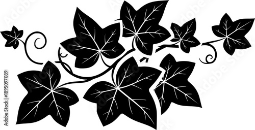 Black and white illustration of ivy leaves on a white background