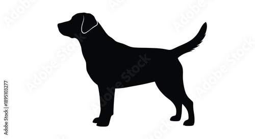 Black labrador retriever in profile a striking animal silhouette